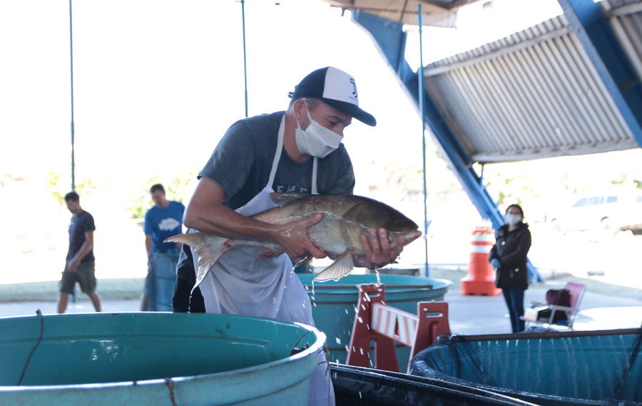 Feira do Peixe encerra nesta quinta com 4,9 mil quilos comercializados