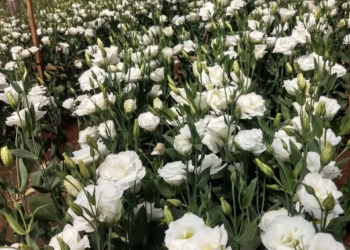 Flores de corte terão preço até 30% menor para o consumidor