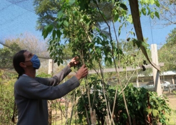 Prefeitura de Campo Bom anuncia formas de participação da comunidade no Plano de Arborização Urbana