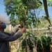 Prefeitura de Campo Bom anuncia formas de participação da comunidade no Plano de Arborização Urbana