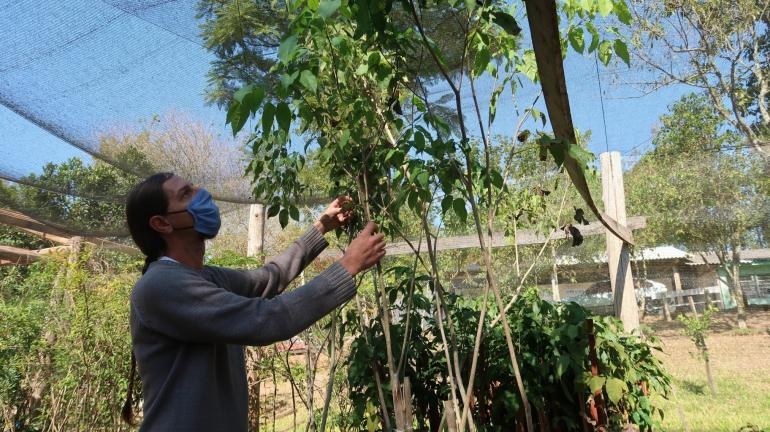 Prefeitura de Campo Bom anuncia formas de participação da comunidade no Plano de Arborização Urbana