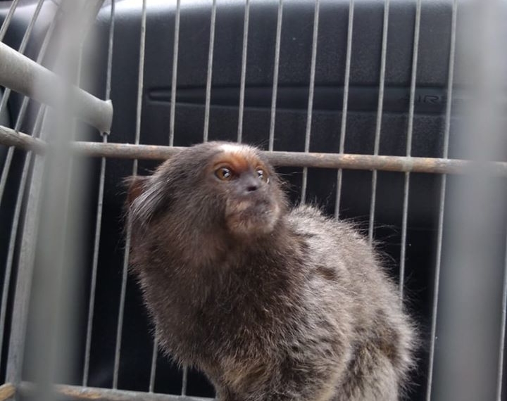 Em Campo Bom, sagui é resgatado e entregue ao Ibama 