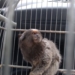 Em Campo Bom, sagui é resgatado e entregue ao Ibama