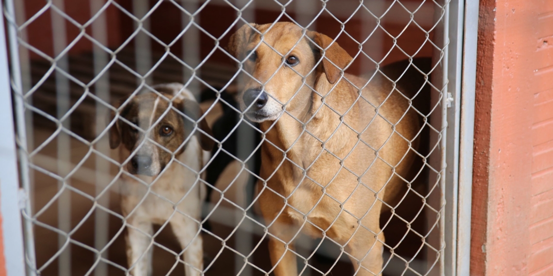 Cães e gatos têm atenção especial em Campo Bom
