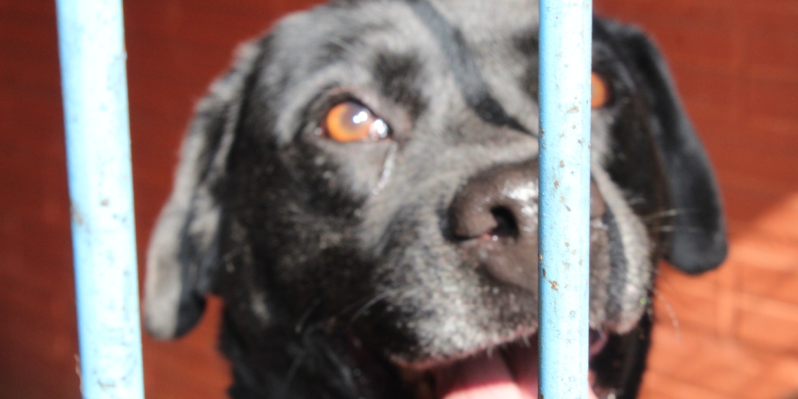 CEMPRA de Campo Bom terá nova clínica veterinária para atendimento