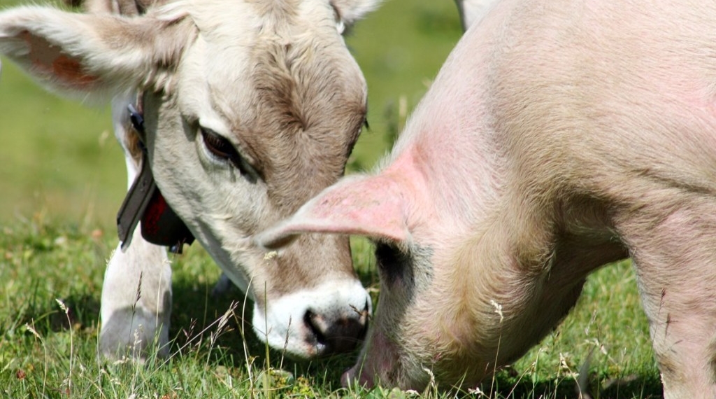 Os benefícios do vegetarianismo para seu corpo e para o meio ambiente