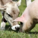 Os benefícios do vegetarianismo para seu corpo e para o meio ambiente