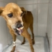 Cão de rua espancado em Sapiranga gera comoção em toda região