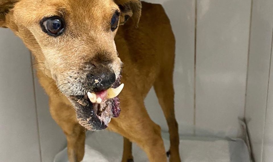 Cão de rua espancado em Sapiranga gera comoção em toda região