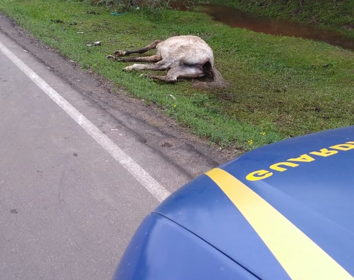 Novo acidente envolvendo cavalo chama atenção dos moradores, em Sapiranga