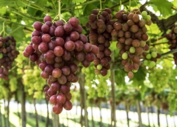 Safra de uva apresenta queda de 18,2% em relação a 2019 no Rio Grande do Sul