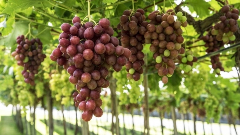 Safra de uva apresenta queda de 18,2% em relação a 2019 no Rio Grande do Sul