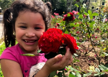 Uma beleza que encanta e transforma Sapiranga no período de floração da rosa