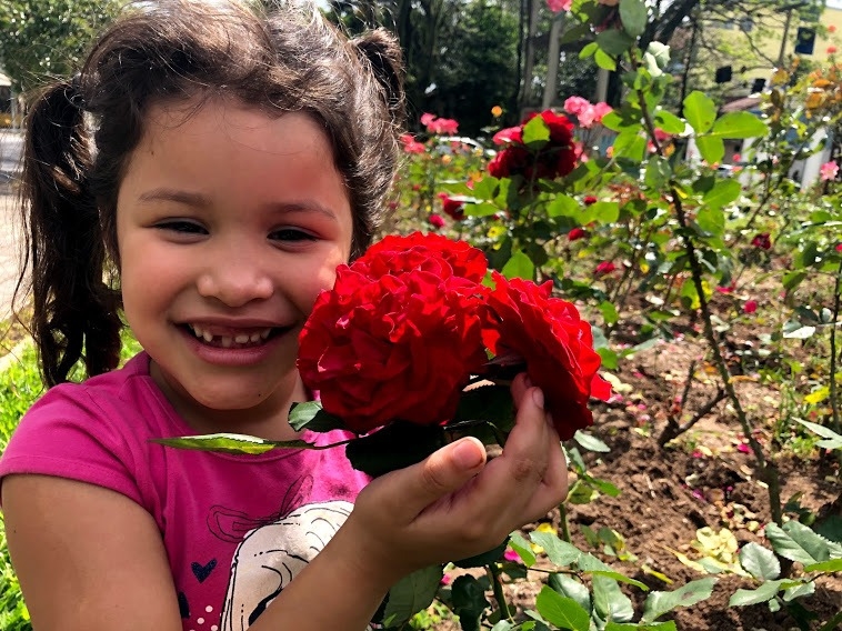 Uma beleza que encanta e transforma Sapiranga no período de floração da rosa