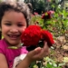 Uma beleza que encanta e transforma Sapiranga no período de floração da rosa