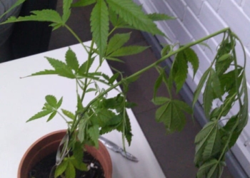 Brigada Militar de Campo Bom apreende plantas de maconha