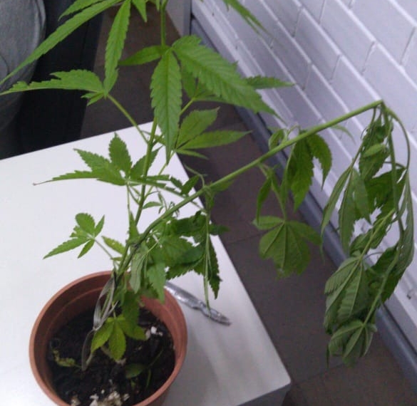 Brigada Militar de Campo Bom apreende plantas de maconha