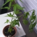 Brigada Militar de Campo Bom apreende plantas de maconha