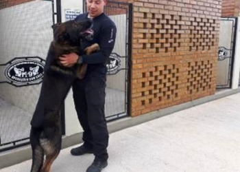 Cães auxiliam na rotina de segurança em presídios