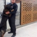 Cães auxiliam na rotina de segurança em presídios