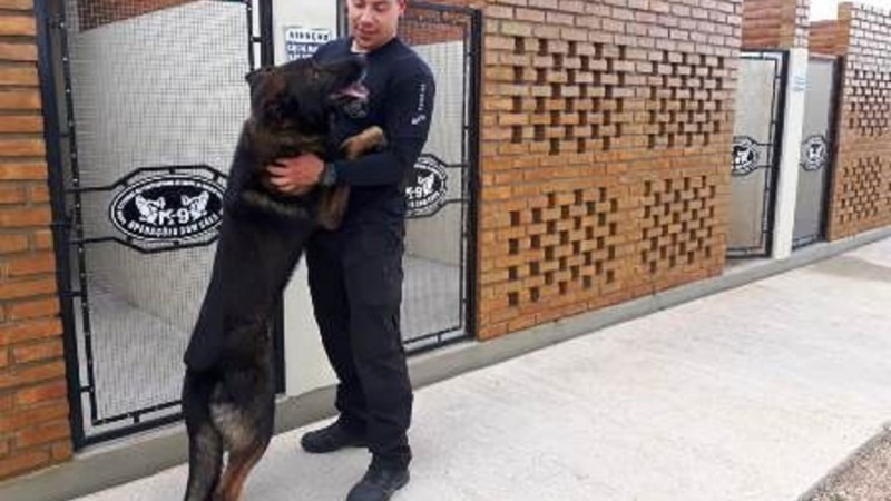 Cães auxiliam na rotina de segurança em presídios