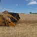 Colheita do trigo chega a 95% da área total cultivada no Estado