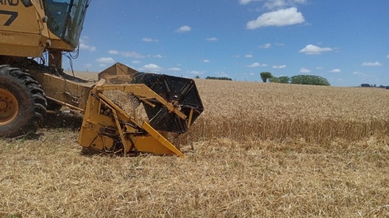 Colheita do trigo chega a 95% da área total cultivada no Estado