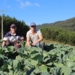 Trabalho destacado na agricultura eleva retorno de ICMS no setor em Sapiranga