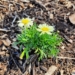Campo Bom investe na plantação de novas flores para dar identidade visual à cidade