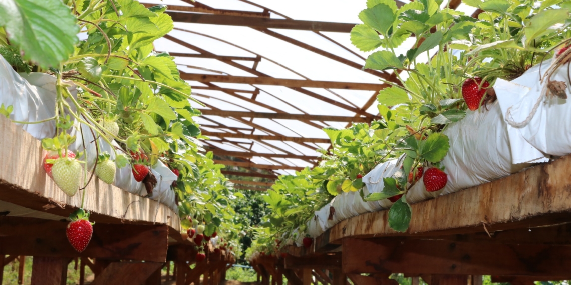 Agricultores de Sapiranga se destacam na região com produção de uva, pêssego e morango