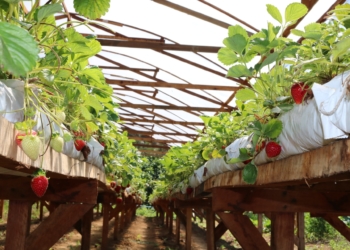 Agricultores de Sapiranga se destacam na região com produção de uva, pêssego e morango