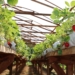 Agricultores de Sapiranga se destacam na região com produção de uva, pêssego e morango