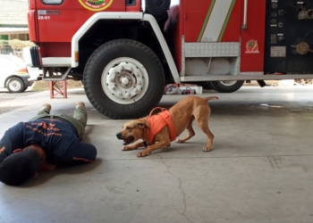 Bombeiros de Nova Hartz iniciam luta para ter auxílio de cães em resgates