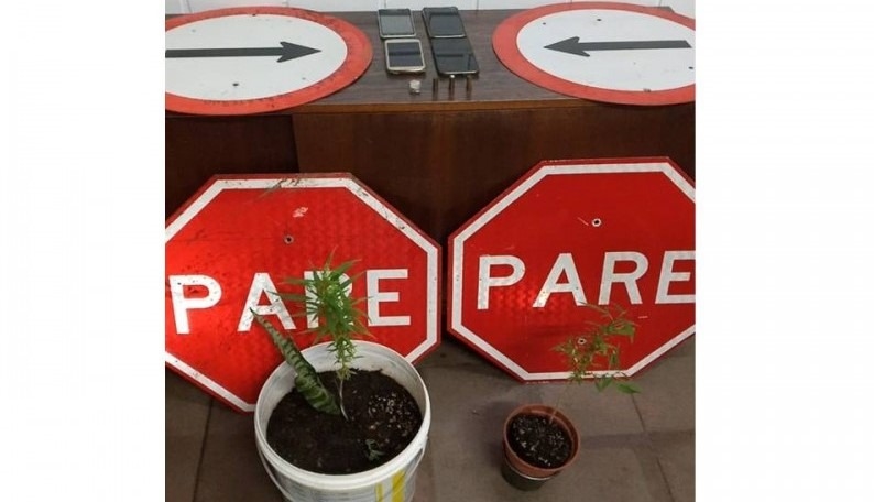 Brigada Militar apreende plantas de maconha em Campo Bom