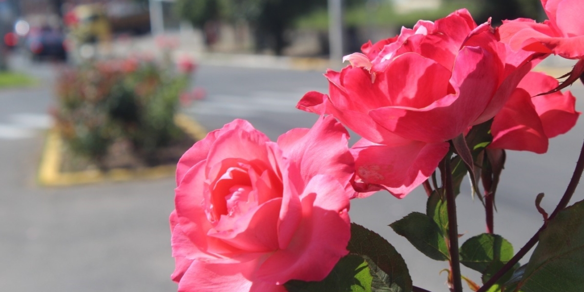 Colorida e radiante, rosa é a flor-símbolo de Sapiranga