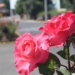 Colorida e radiante, rosa é a flor-símbolo de Sapiranga