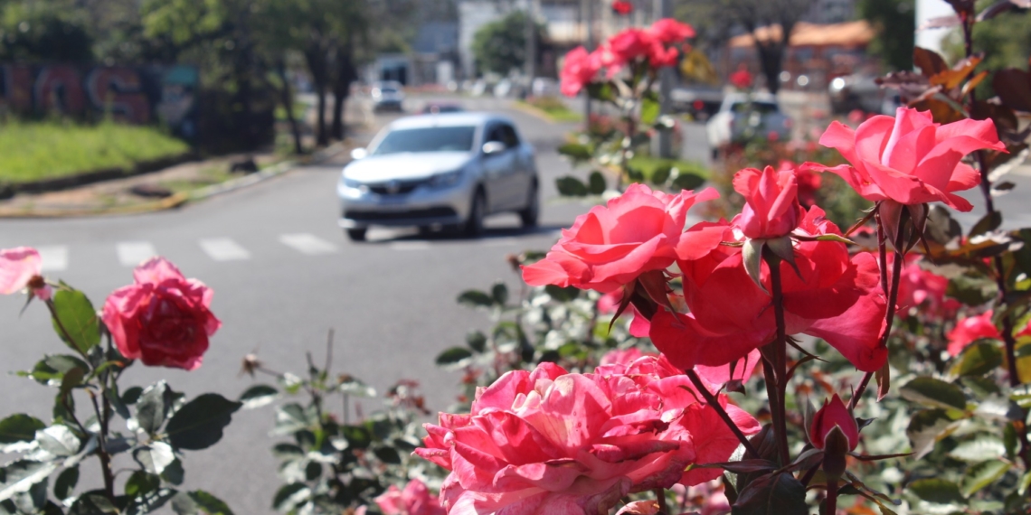 Sapiranga projeta um horto exclusivo para cultivo de rosas