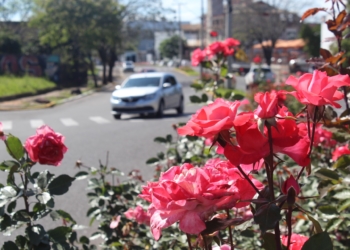 Sapiranga projeta um horto exclusivo para cultivo de rosas