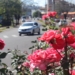 Sapiranga projeta um horto exclusivo para cultivo de rosas