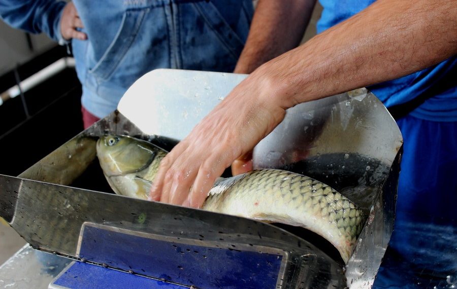 Feira do Peixe começa nesta quarta-feira em Sapiranga