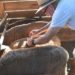 Prefeitura presta serviço médico veterinário para produtor rural de Sapiranga
