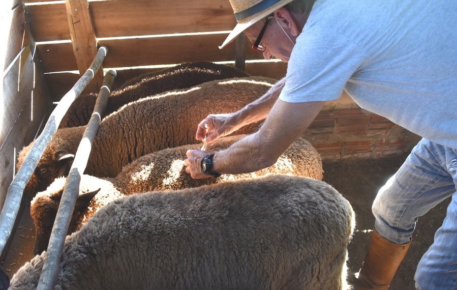 Prefeitura presta serviço médico veterinário para produtor rural de Sapiranga