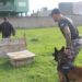 Com projeto pioneiro no Estado, DP de Sapiranga faz buscas com dois cães