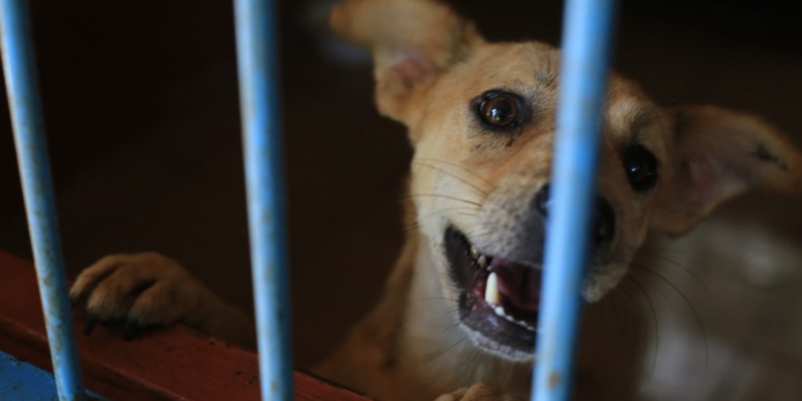 Feira de adoção on-line do Centro de Recuperação e Bem-estar Animal de Campo Bom é neste sábado