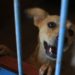 Feira de adoção on-line do Centro de Recuperação e Bem-estar Animal de Campo Bom é neste sábado