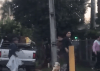 Em vídeo que circula pelas redes sociais, cães são agredidos em Campo Bom