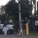 Em vídeo que circula pelas redes sociais, cães são agredidos em Campo Bom