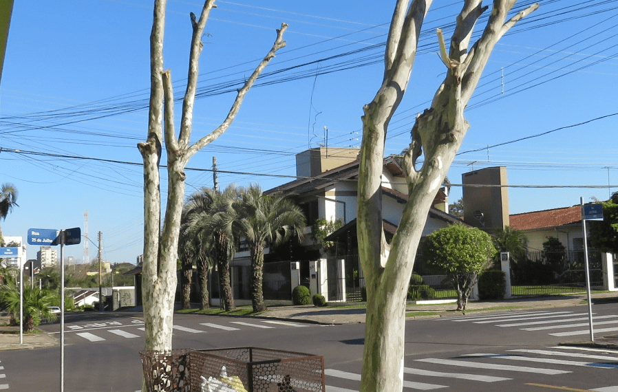 Prefeitura de Sapiranga alerta sobre a poda drástica de árvores