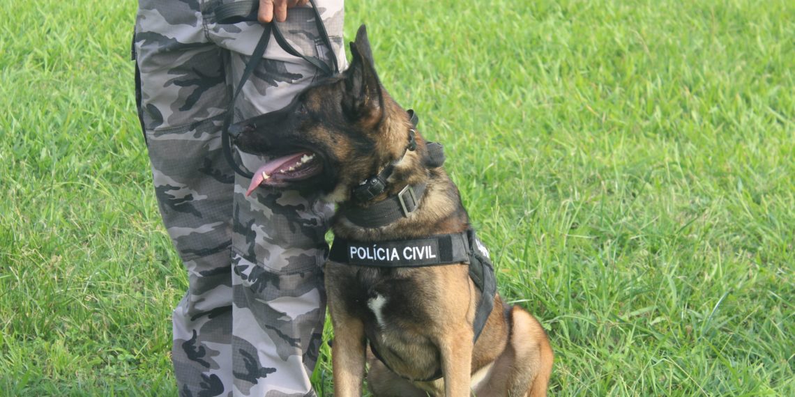 Campanha de arrecadação vai custear tratamento de cão policial em Sapiranga