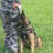 Campanha de arrecadação vai custear tratamento de cão policial em Sapiranga